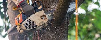 Best Tree Disease Treatment  in Shallowater, TX