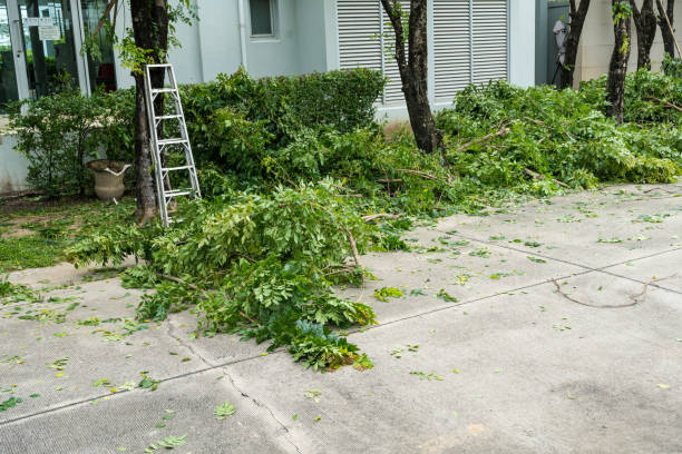 Leaf Removal in Shallowater, TX